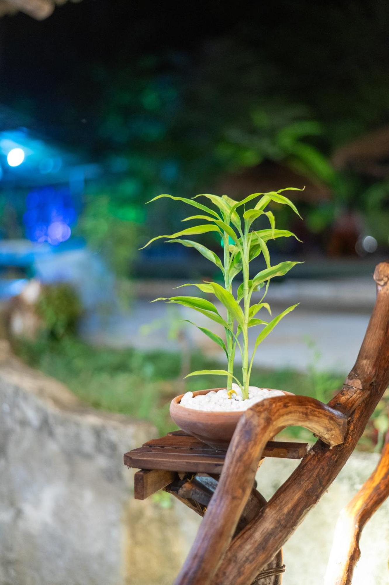 Moragaswewa Ayurvedic Lanka Wellness Hotel מראה חיצוני תמונה